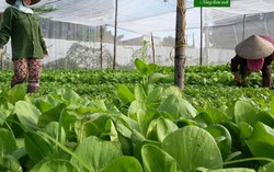 Giúp phụ nữ phát triển kinh tế xây dựng nông thôn giàu mạnh ở Đồng Nai
