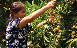  Bắc Giang: Lao động thời vụ ở 'vựa' vải Lục Ngạn