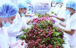 Việt Nam đứng thứ hai thế giới về xuất khẩu vải, nhãn