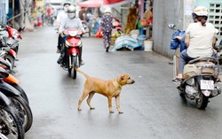 Mối nguy hiểm từ những con chó không rọ mõm ra đường