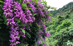Bán đảo Sơn Trà ngất ngây mùa hoa sưa tím