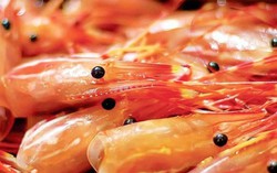 Việt Nam đang lãng phí nguồn nguyên liệu quý giá tạo nhựa sinh học
