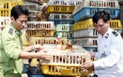 Tăng cường ngăn chặn tình trạng nhập lậu gia cầm dịp cuối năm