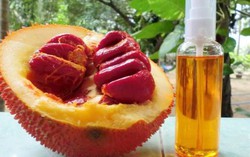 Một phụ nữ nguy kịch do uống rượu gấc