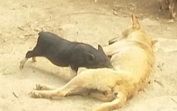 Chó mẹ cưu mang lợn sơ sinh mồ côi