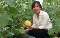 'Bà trùm' rau đất Cảng đánh đổi nhiều thứ khi làm thực phẩm sạch