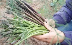 70 nghìn đã mua được 1kg 'trợ thủ giảm cân' măng tây 