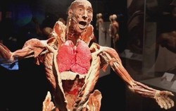 TPHCM họp bàn về triển lãm 'cơ thể người' gây tranh cãi