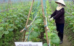 Phụ nữ Hải Phòng sống xanh, sản xuất sạch, tiêu dùng sạch