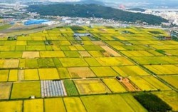 'Làng mới' và sự phát triển thần kì của Hàn Quốc (P10)