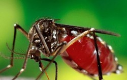 'Khả năng dịch Zika vào Việt Nam là cao'