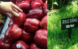 Cách chọn thực phẩm của gia đình GS Nguyễn Lân Dũng