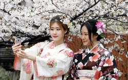 Vẻ đẹp Nhật Bản khi mùa hoa anh đào nở