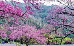 Nhớ cánh đào xuân thời thơ ấu