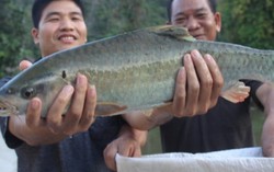 Ở nơi 'cá thần' thành đặc sản 