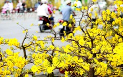 Tìm khoảng lặng giữa lòng Sài Gòn hối hả