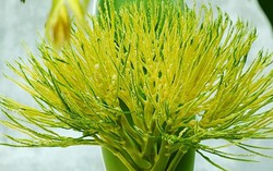 Hương cau quê nhà