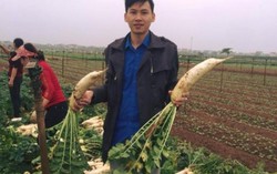 Dạy từ 4h sáng đi "giải cứu" củ cải giúp nông dân