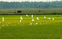 Cãi nhau vì vợ nói giọng Nghệ An, không nói giọng Bắc