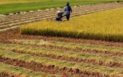 Quy định mới về quản lý, sử dụng đất trồng lúa