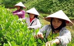Ông Thào Xuân Sùng: Nông dân thời 4.0 'không để bị bắt nạt'