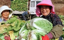 'Làng mới' và sự phát triển thần kì của Hàn Quốc (P3)