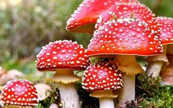 Ăn nấm lạ, 7 người trong gia đình nguy kịch