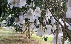 'Vua' bưởi đỏ xứ Mường kể về giống bưởi sai như nho