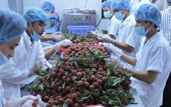Thu 2,2 tỷ USD từ bán rau, quả 