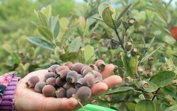 'Chạm vào' mùa sim chín mọng