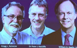 Nobel Y học 2019 mở đường cho điều trị bệnh thiếu máu, ung thư