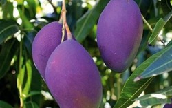 Trái cây “lạ”: Giá đắt chưa chắc an toàn 