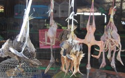 Chim trời quý hiếm bán công khai