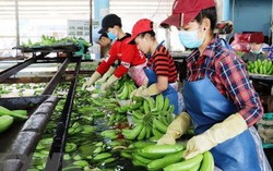 Trái cây sạch cho thị trường nội địa: Nền tảng thúc đẩy xuất khẩu