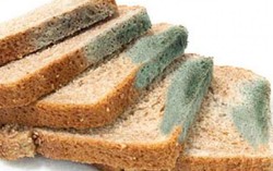 Mối nguy hiểm ít biết của nấm mốc với sức khỏe