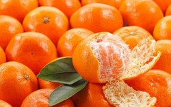 5 điểm phân biệt cam canh ta và cam Trung Quốc