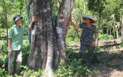 Cây trầm giá nửa tỷ của một phụ nữ đất Quảng
