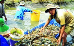 Mô hình "tôm - lúa" giải bài toán ngập mặn ĐBSCL