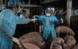 Năm 2016 xử lý dứt điểm việc dùng chất cấm trong chăn nuôi
