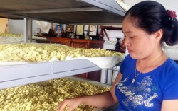 Người phụ nữ tiên phong đầu tư chế biến tinh bột nghệ sạch