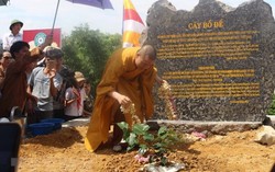 Chiết cây bồ đề thiêng hơn 2.000 tuổi về trồng tại chùa Tam Chúc