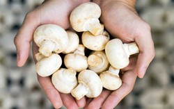 Ăn nấm đều đặn có thể làm giảm 50% nguy cơ suy giảm nhận thức