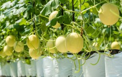 Khám phá nông trường thông minh và hiện đại nhất của Vingroup