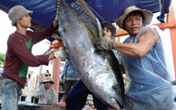 Chất lượng hải sản miền Trung chưa có lời giải