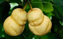 Những loại quả 'độc' chơi Tết 2016