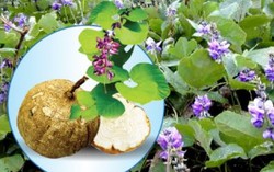 Vì sao chị em ráo riết săn lùng sâm Tố nữ để sử dụng?