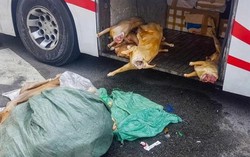 Hơn 220kg thịt dê 'bẩn' chuẩn bị vào quán nhậu thì bị bắt giữ