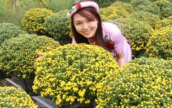 Đồng Tháp: Hoa cúc mâm xôi tăng giá 20-30 nghìn đồng/giỏ