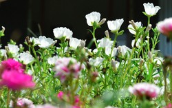 Hưng Yên: Đường hoa phụ nữ góp phần xây dựng cảnh quan nông thôn mới