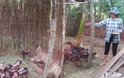 Vào tổ liên kết để biết cách làm ăn
